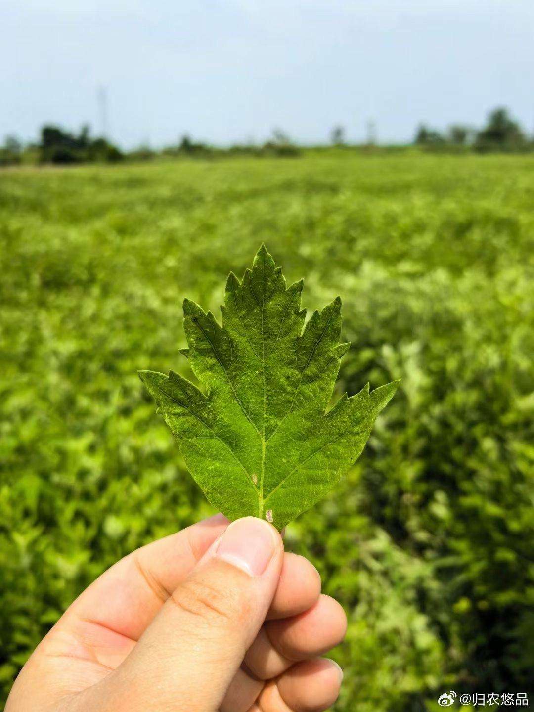 F艾草直播，學習、蛻變與自信之種在每次點擊中綻放光彩