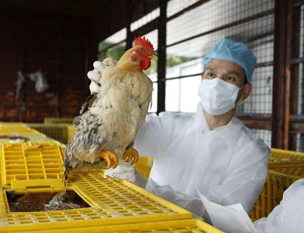 廣東H7N9最新消息，巷弄深處的隱藏瑰寶