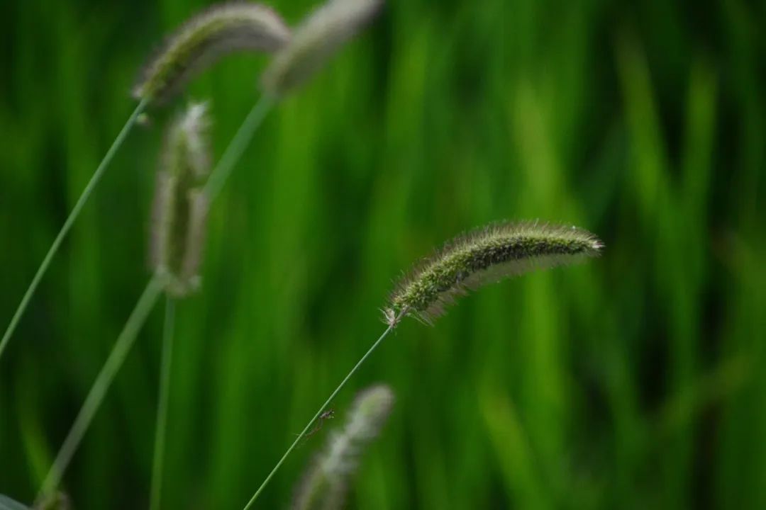 關于小草1024最新地址的警示，遠離色情內容，遵守法律法規。