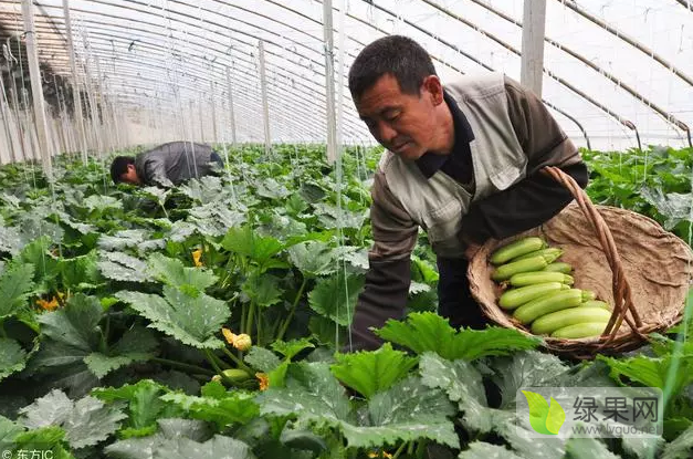 科技重塑蔬菜產業，最新蔬菜新聞帶你領略前沿科技魅力