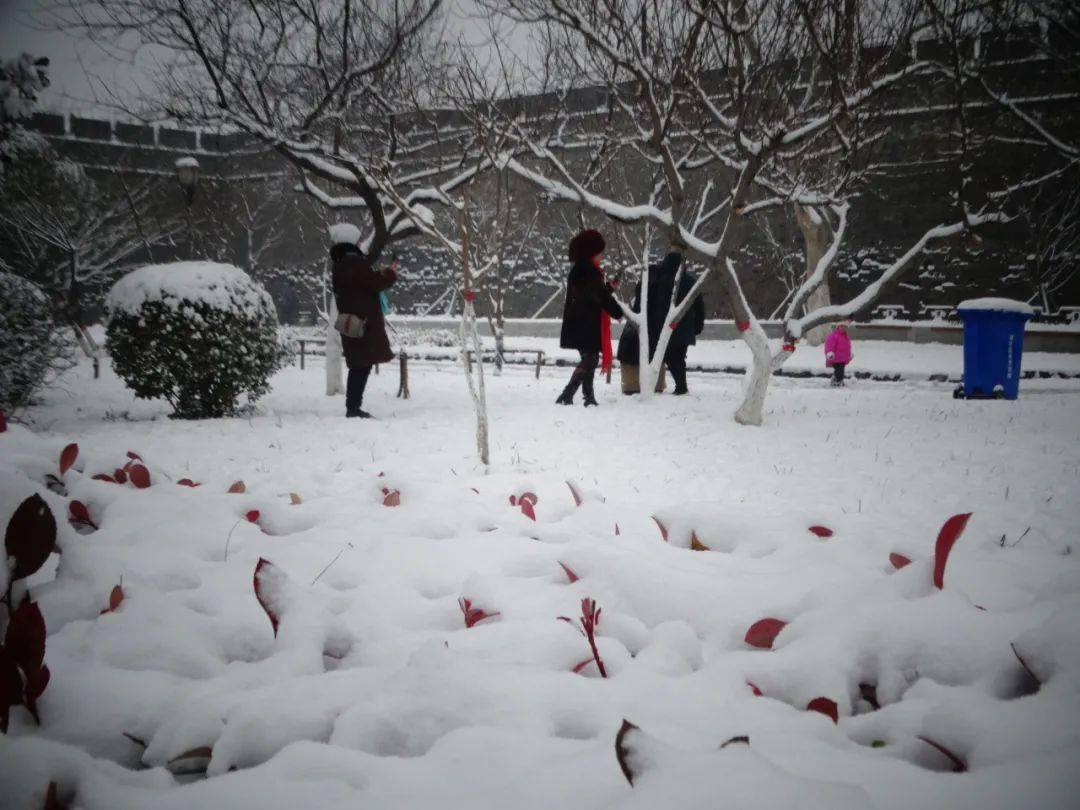 最新下大雪，自然盛宴背后的啟示