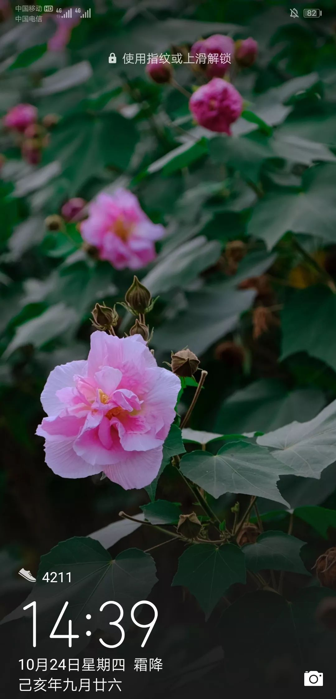 最新花花經(jīng)，花卉種植的新趨勢與技巧概覽