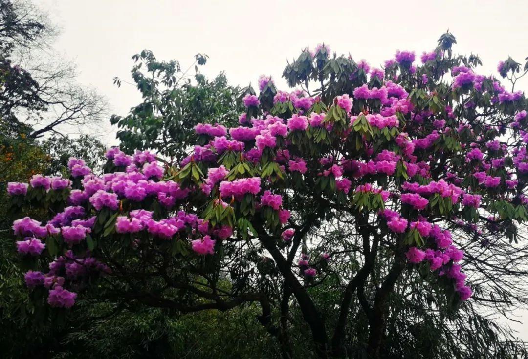 逗艷直播最新探索自然美景，尋找內(nèi)心平和喜悅之旅