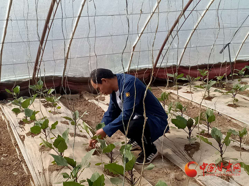 敦煌種業(yè)最新動態(tài)，種子成長之旅，自信與成就感的源泉