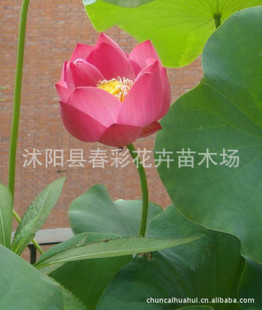 荷花價格盛夏之韻，優(yōu)雅之選，綻放你的魅力風采